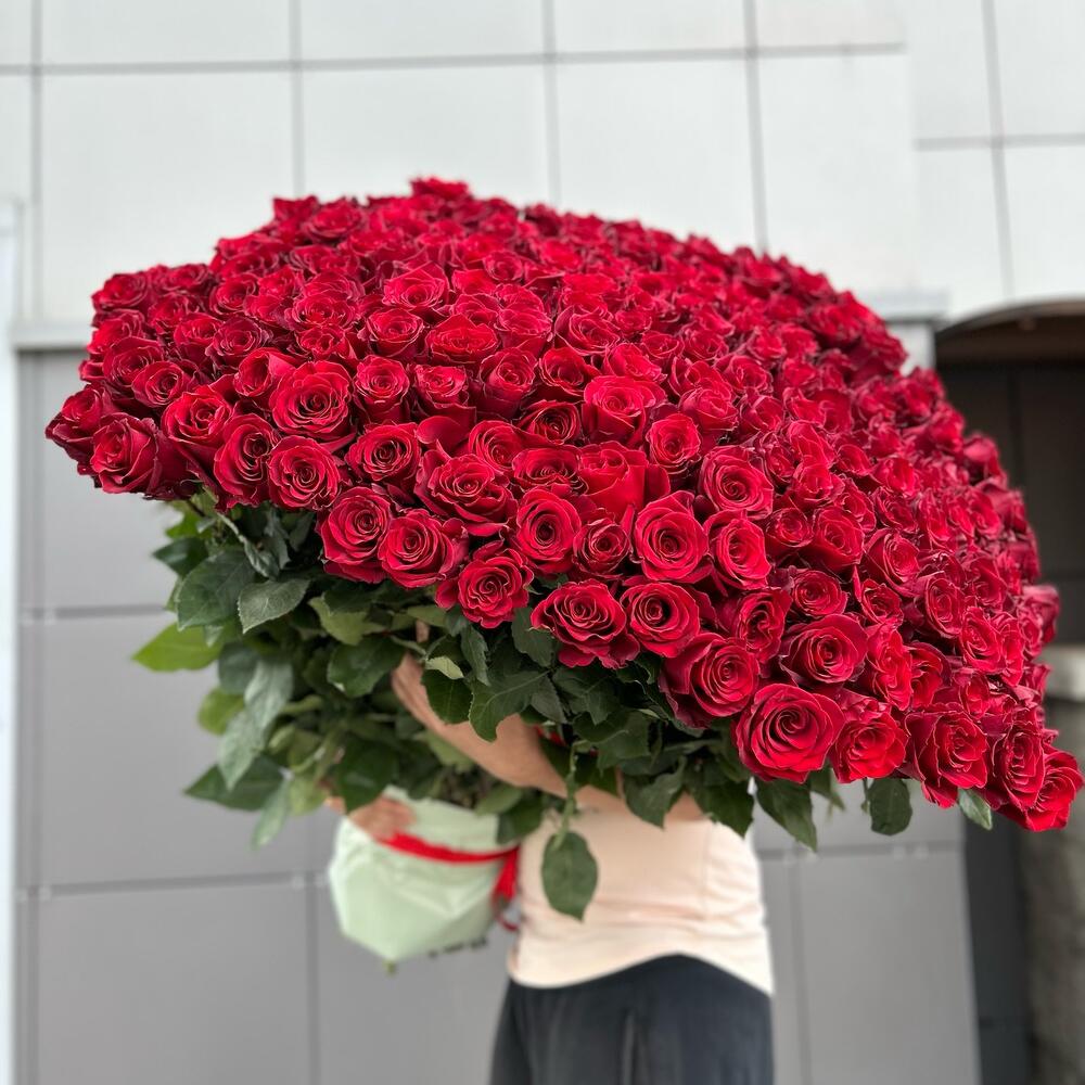 151 Метровая Роза